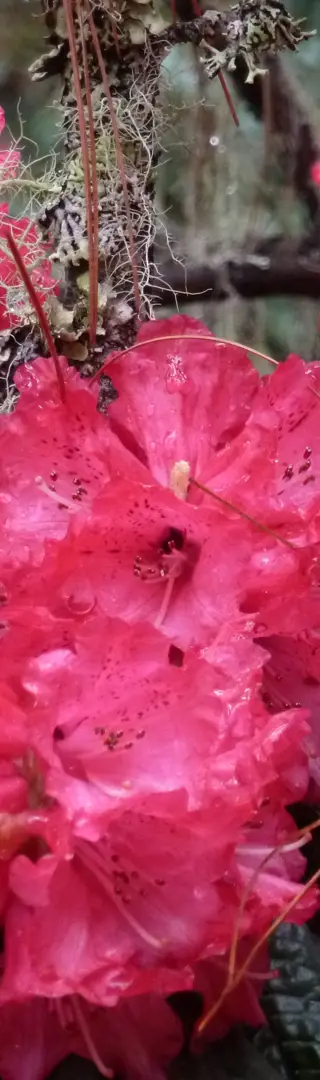 Rhododendren